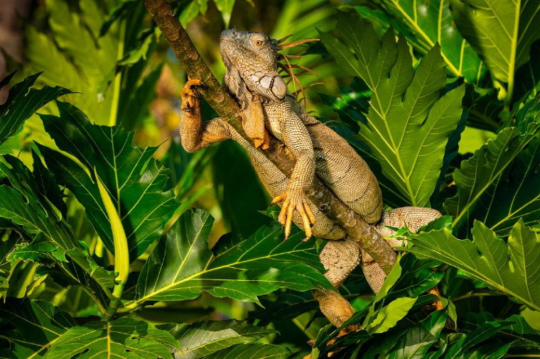 016 Tortuguero, groene leguaan.jpg